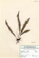 藏品(穴子蕨)的圖片